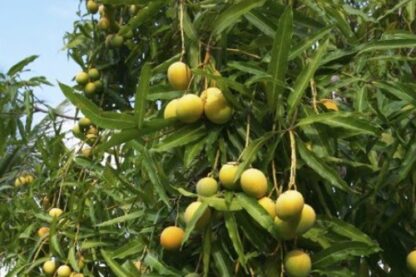 Alphonso Mango Season Pass - Image 4
